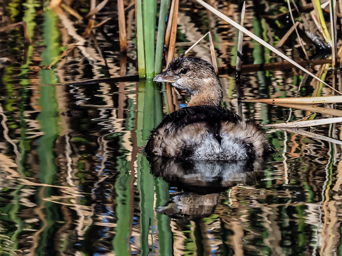 Pied-billed Grebe - ML288706871