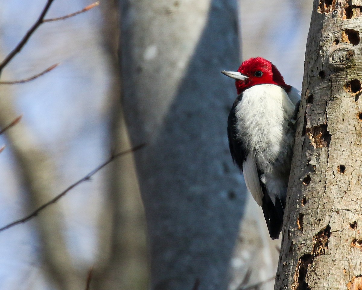 Red-headed Woodpecker - ML288707181