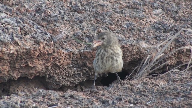 Genovesa Cactus-Finch - ML288708841