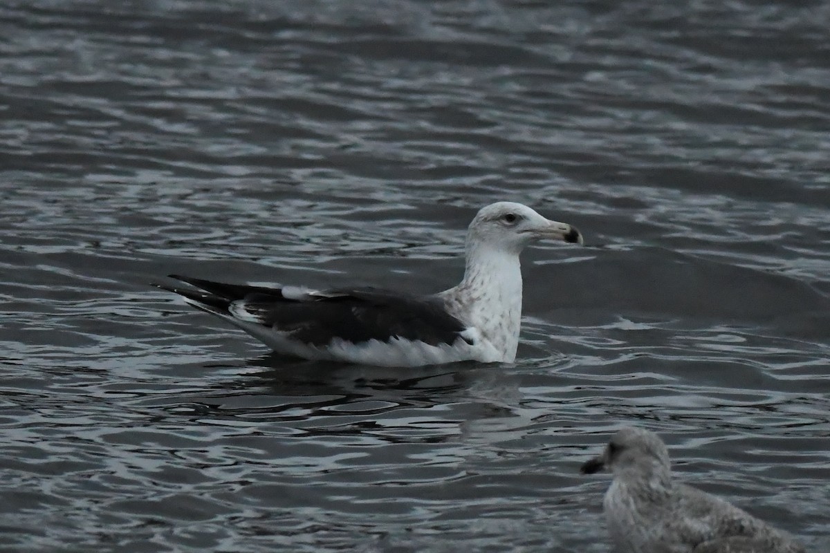 Great Black-backed Gull - Mike Sylvia