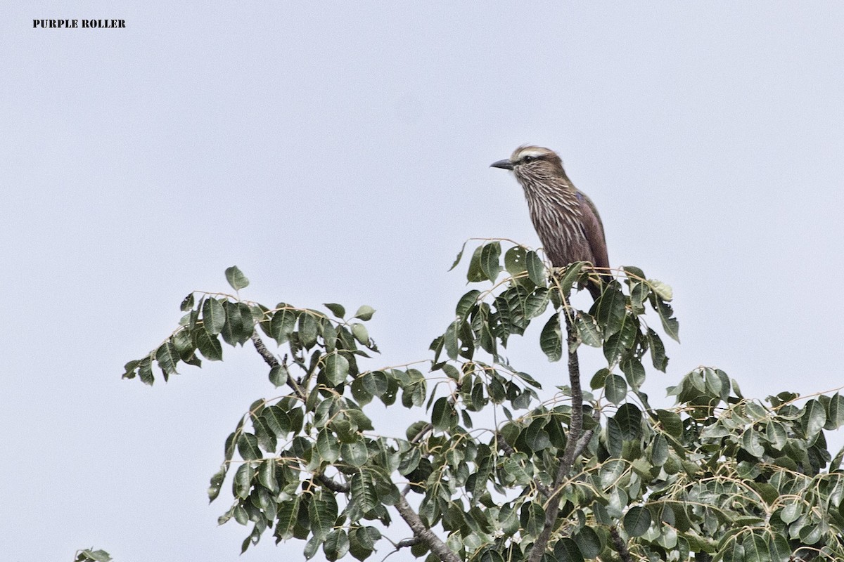Purple Roller - ML288709281