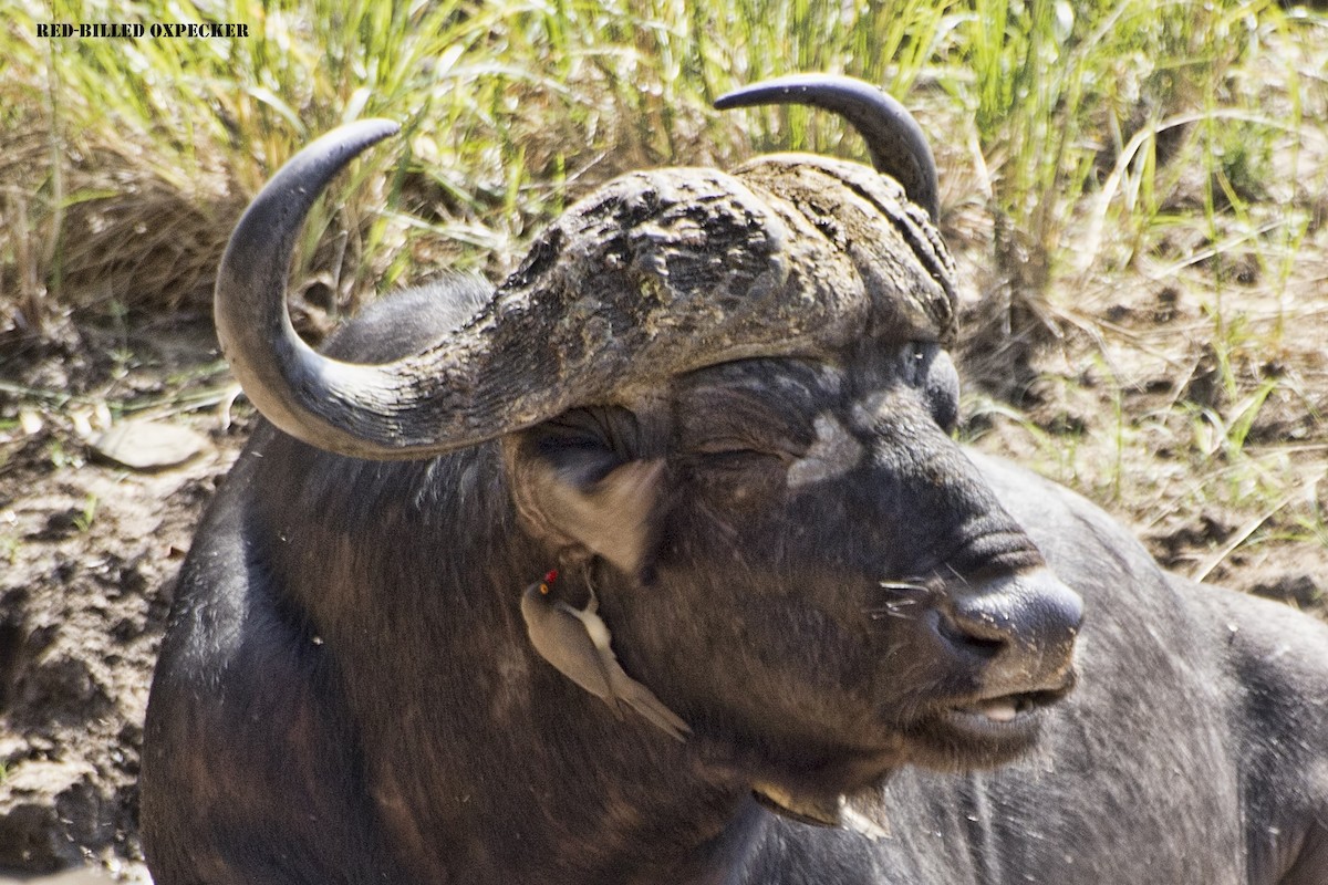 Red-billed Oxpecker - ML288710021
