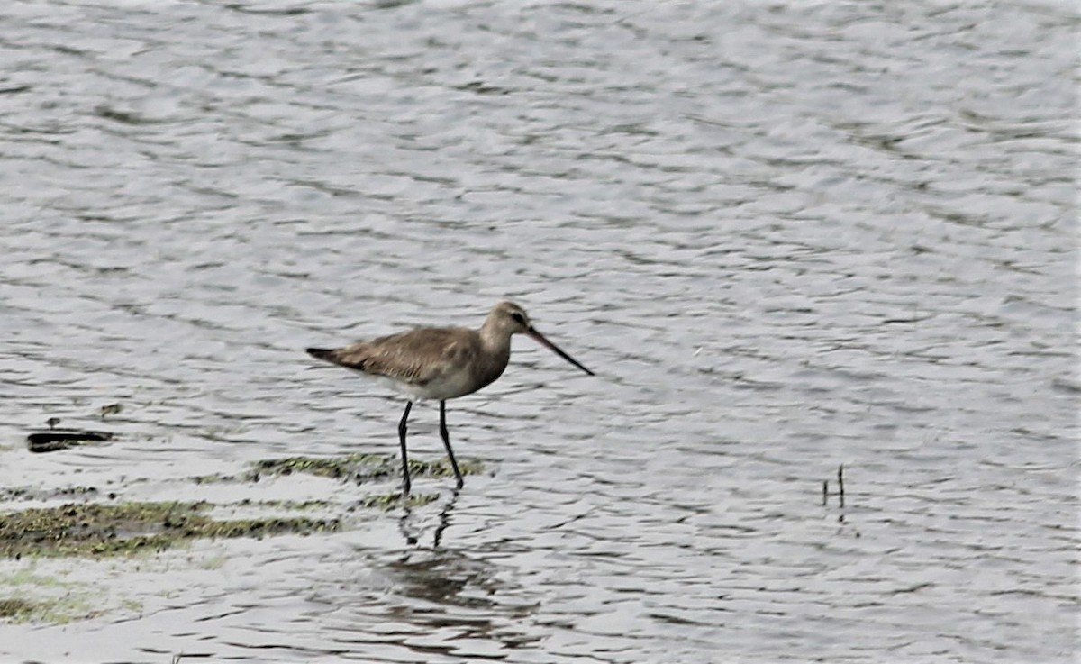 Hudsonian Godwit - ML288710081