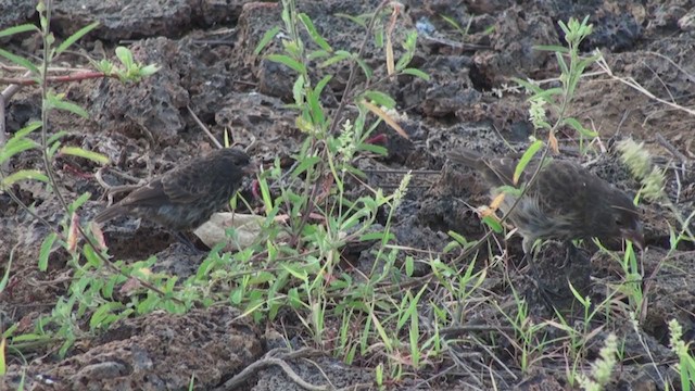 Genovesa Cactus-Finch - ML288710321