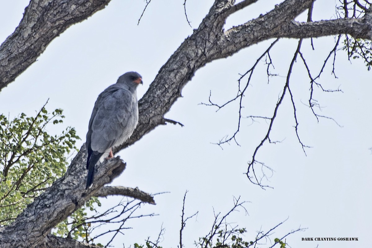 Dark Chanting-Goshawk - ML288710651