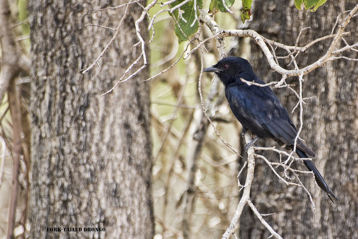 Fork-tailed Drongo - ML288711071