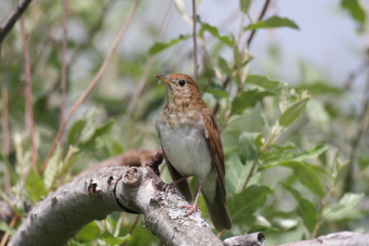 Veery - ML288711381