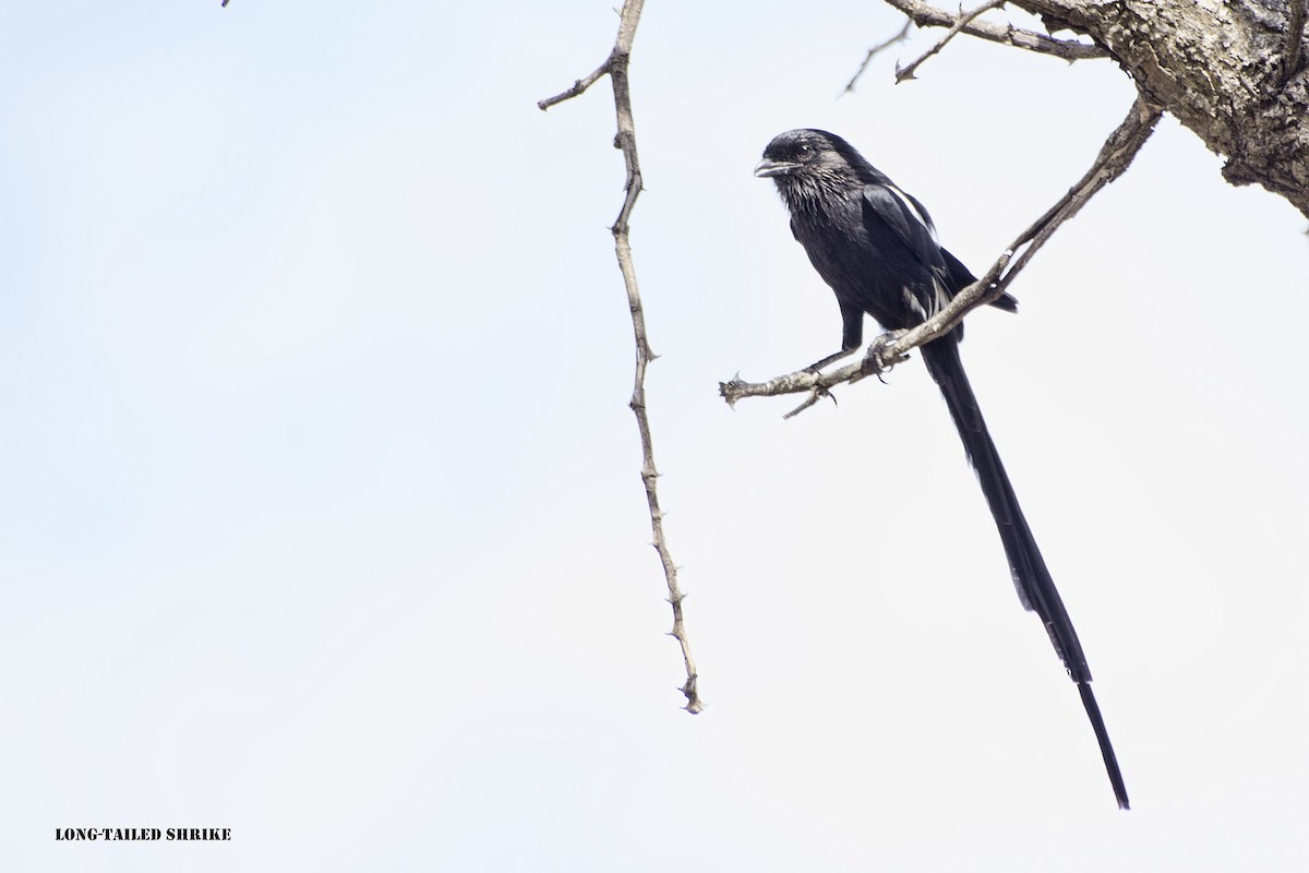 Magpie Shrike - ML288712401