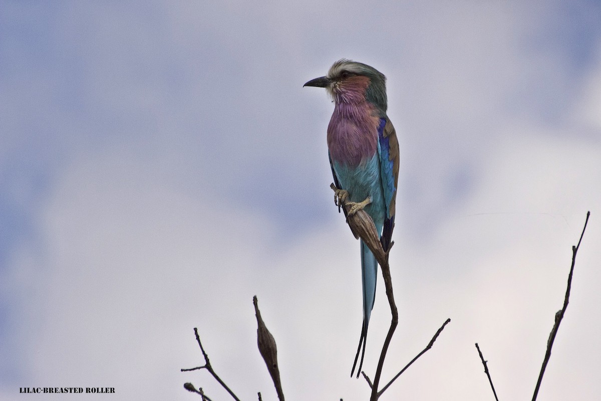 Lilac-breasted Roller - ML288713121