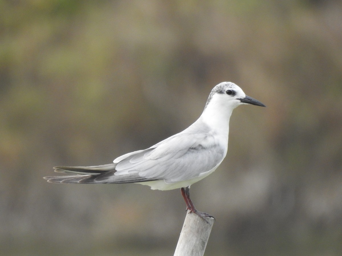 Whiskered Tern - ML288713401