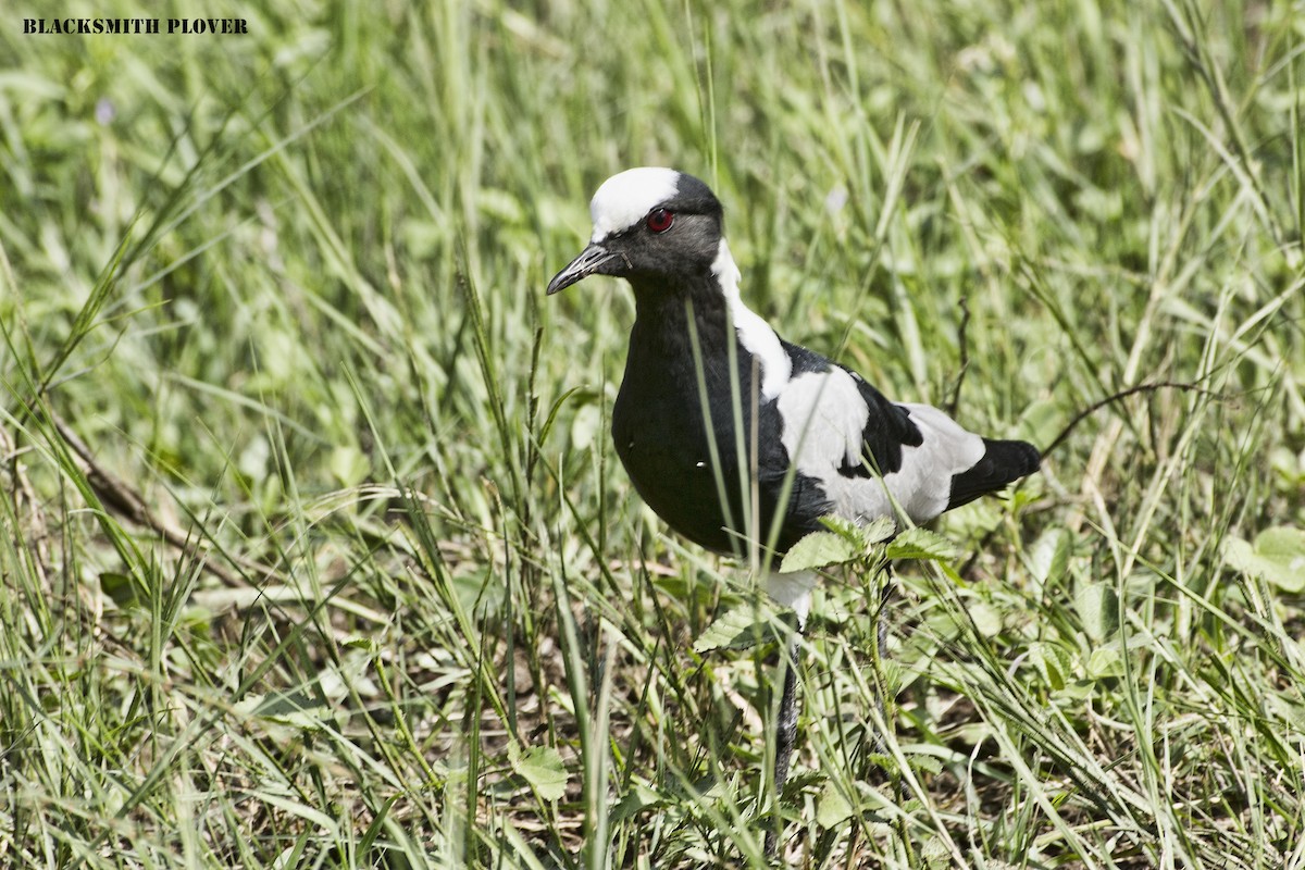 Blacksmith Lapwing - ML288713721