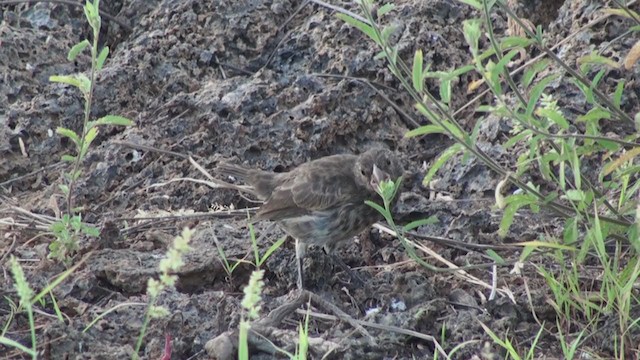 Genovesa Cactus-Finch - ML288714951