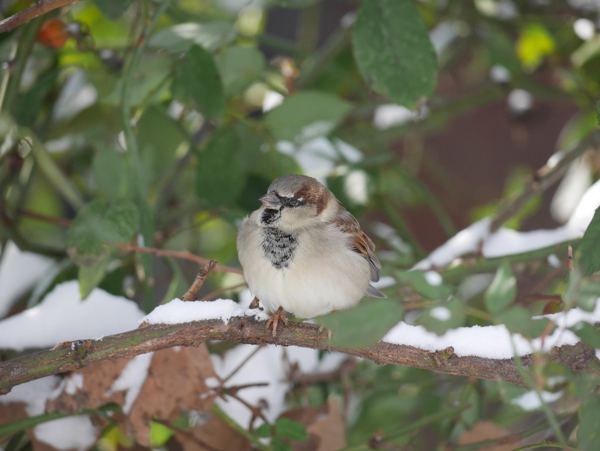 House Sparrow - ML288716001