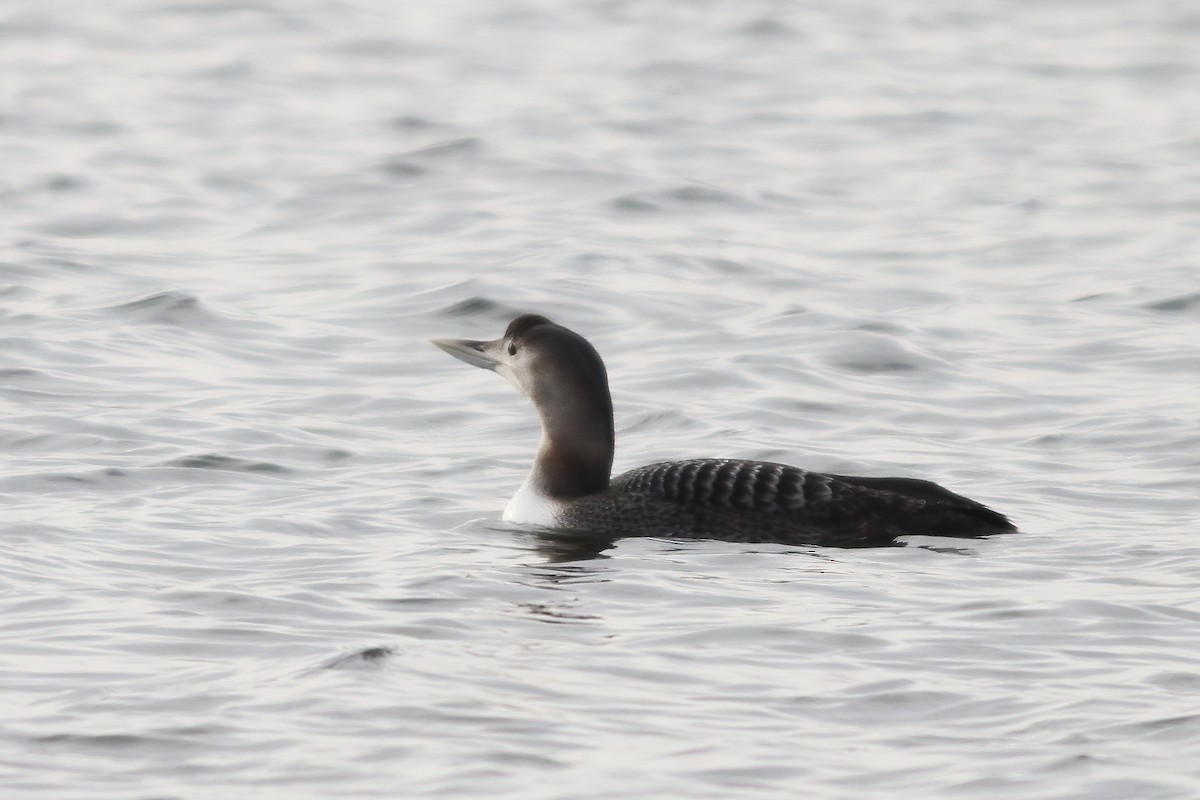 Yellow-billed Loon - ML288716051