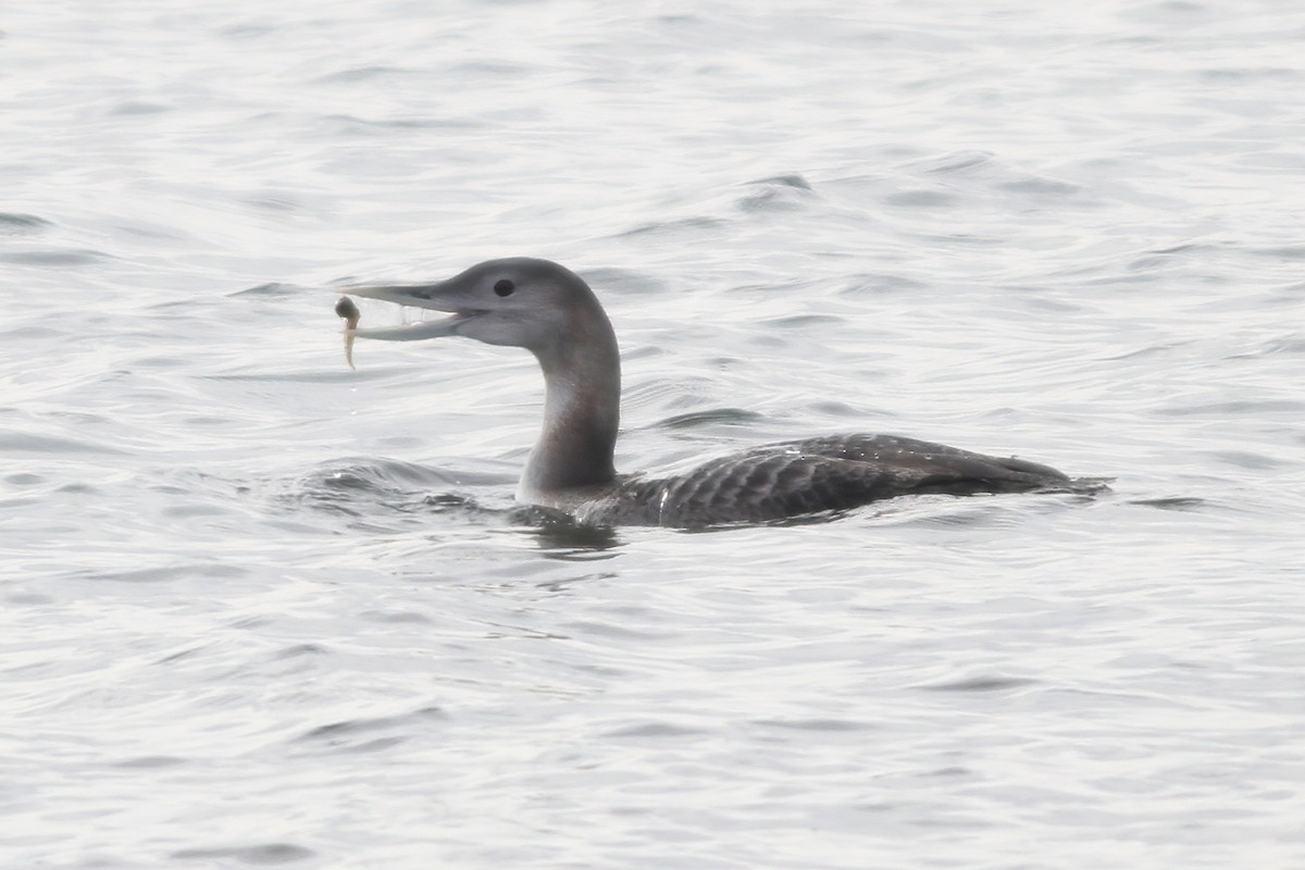 Yellow-billed Loon - ML288716101