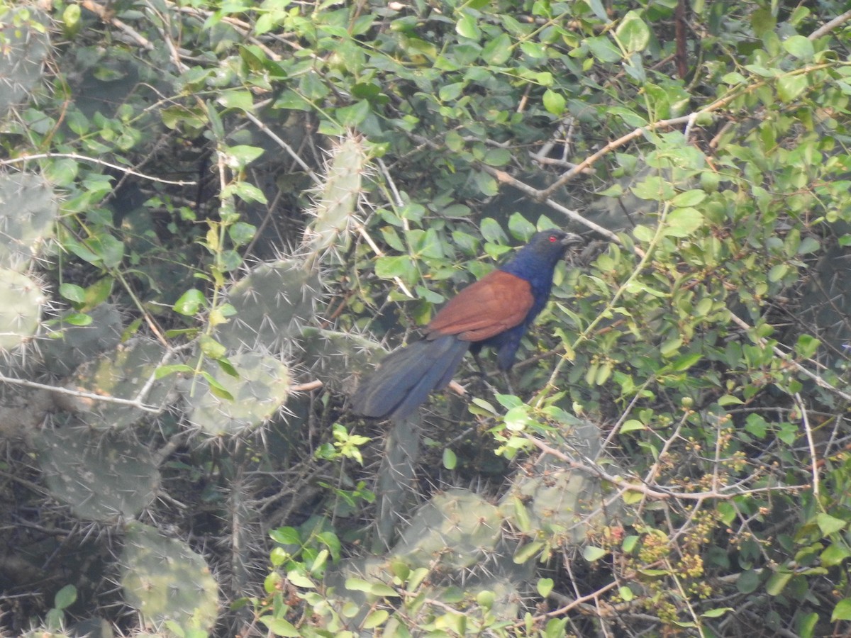 Greater Coucal - Philip Steiner