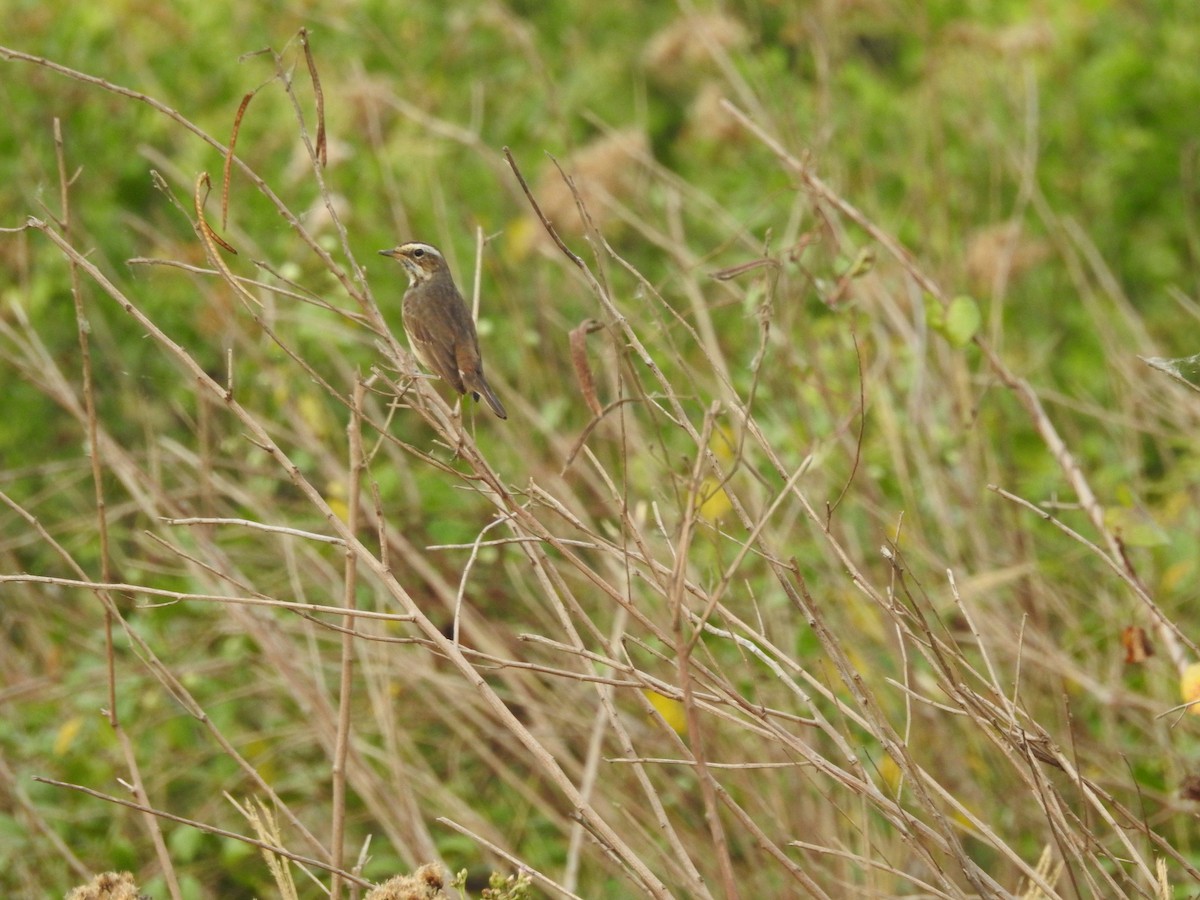 Bluethroat - ML288716661