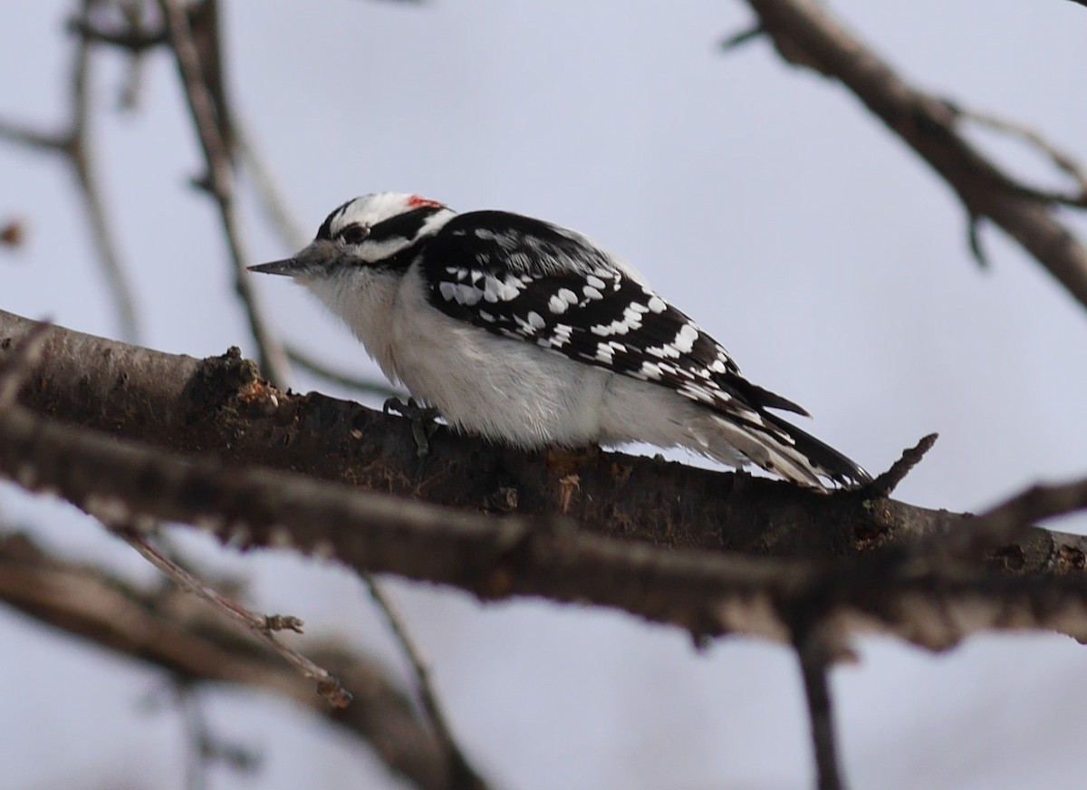 Downy Woodpecker - ML288716771