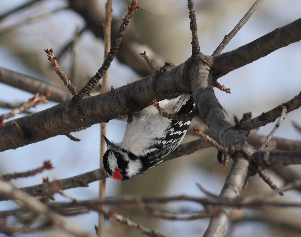 Downy Woodpecker - ML288716831