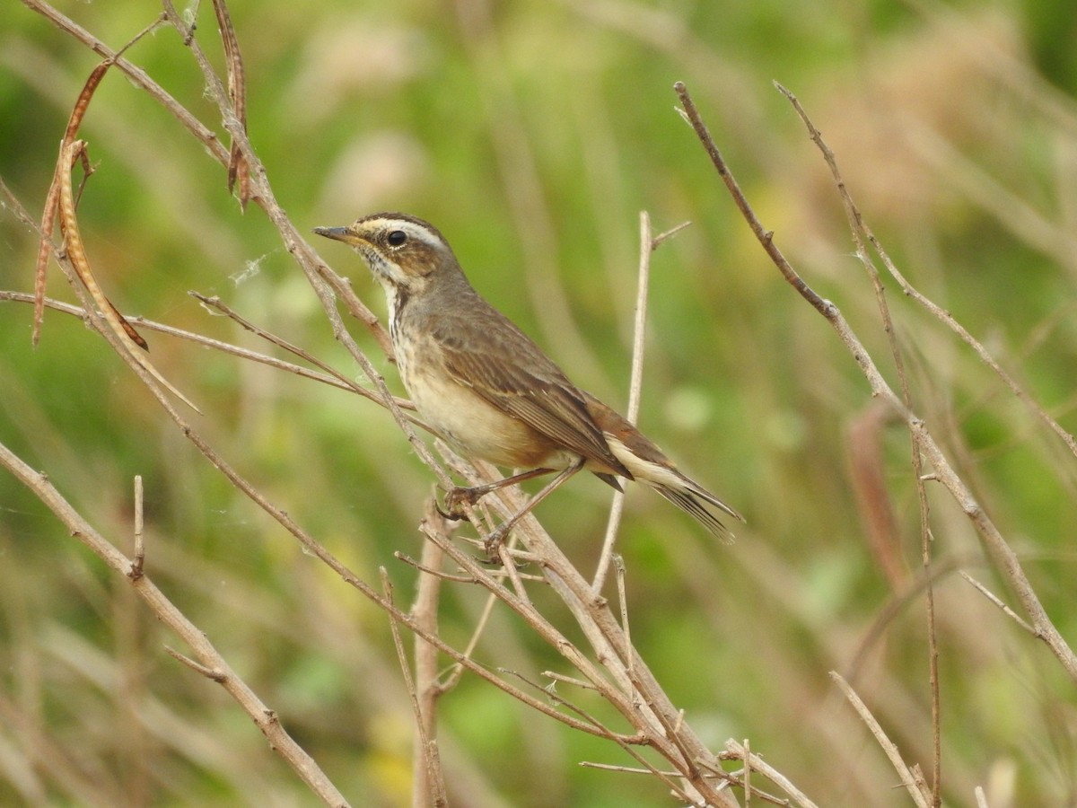 Bluethroat - ML288716901