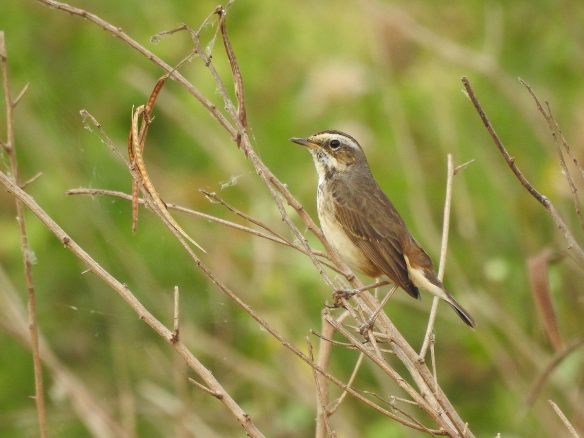 Bluethroat - ML288716911