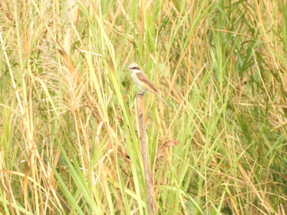 Brown Shrike - ML288717091