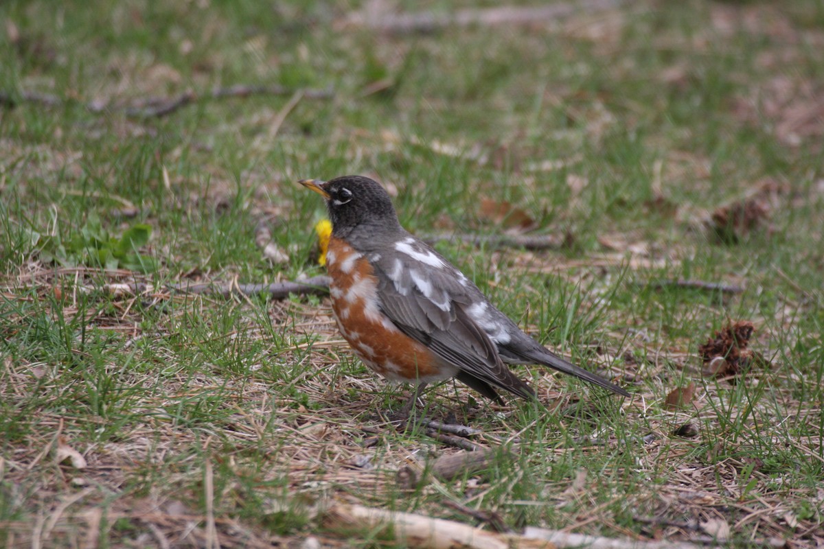 American Robin - ML288717241