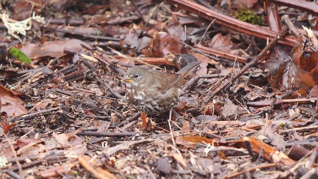 Fox Sparrow - ML288721441