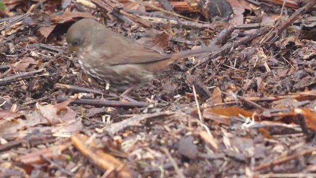 Fox Sparrow - ML288721471