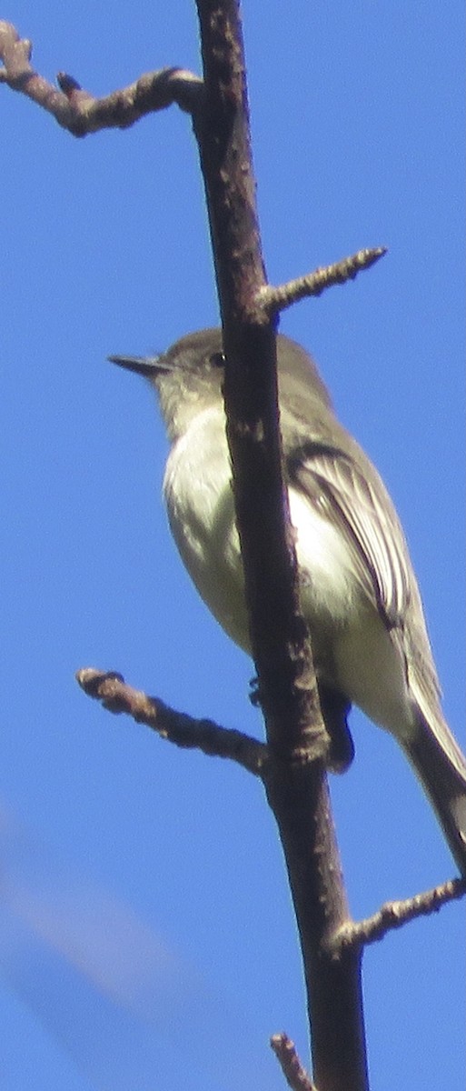 Eastern Phoebe - ML288721741
