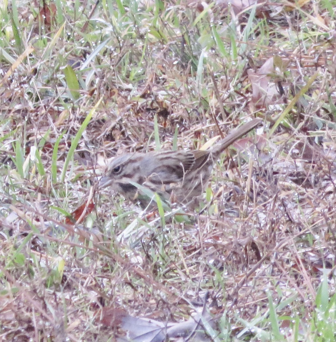 Song Sparrow - ML288721931