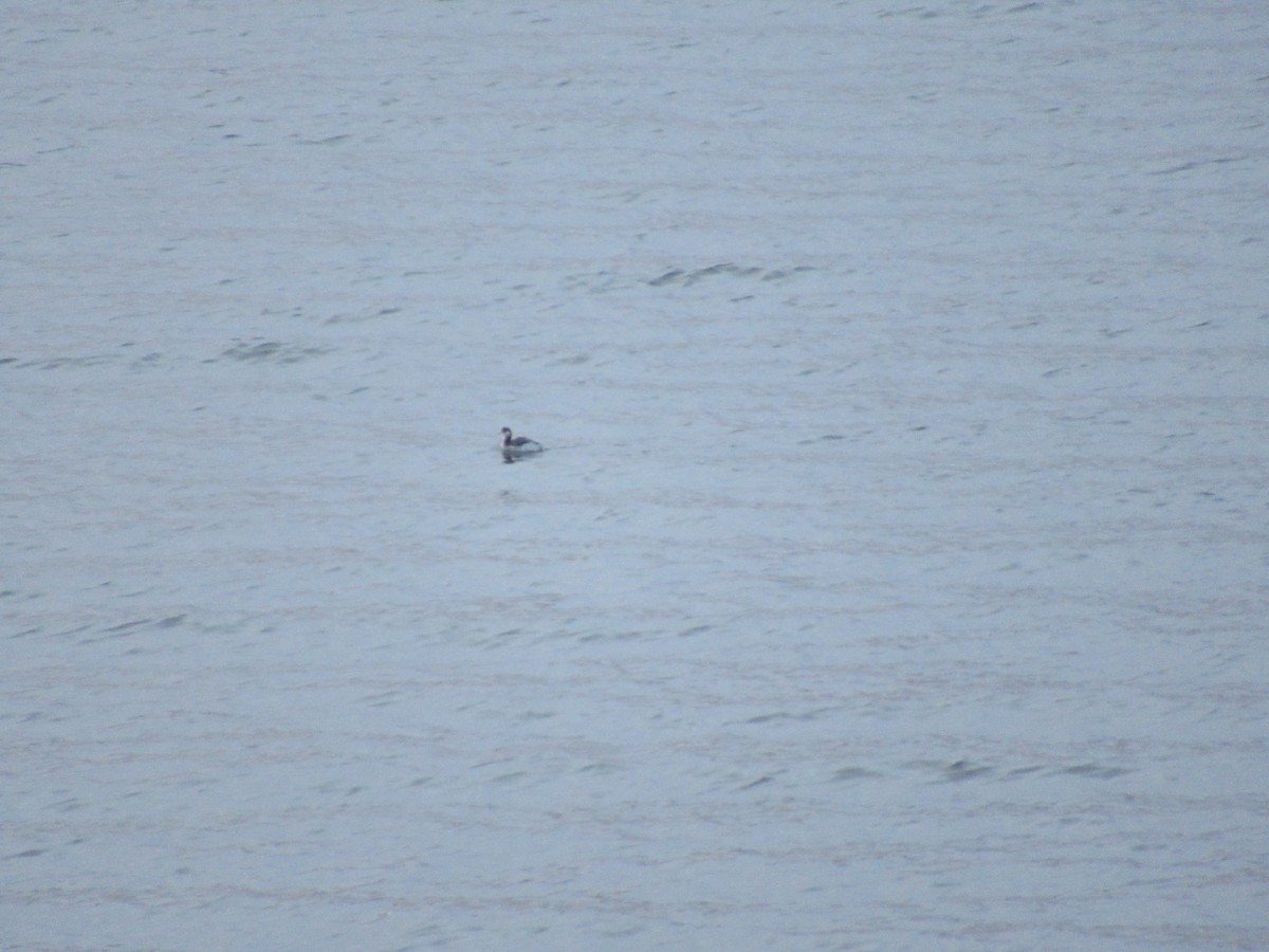 Eared Grebe - ML288723491