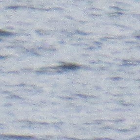 Yellow-billed Loon - ML288723661