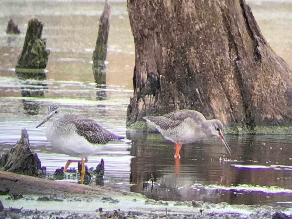 Spotted Redshank - ML288723711