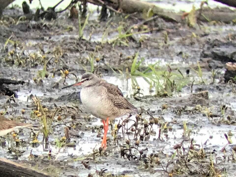 Spotted Redshank - ML288723891