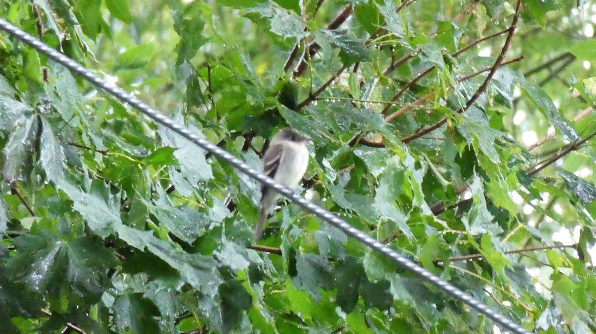 Willow Flycatcher - Daniel Alain Dagenais