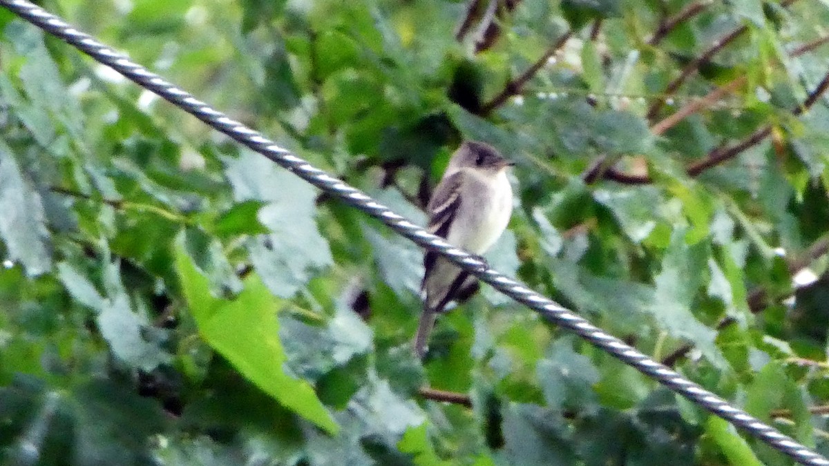 Willow Flycatcher - Daniel Alain Dagenais