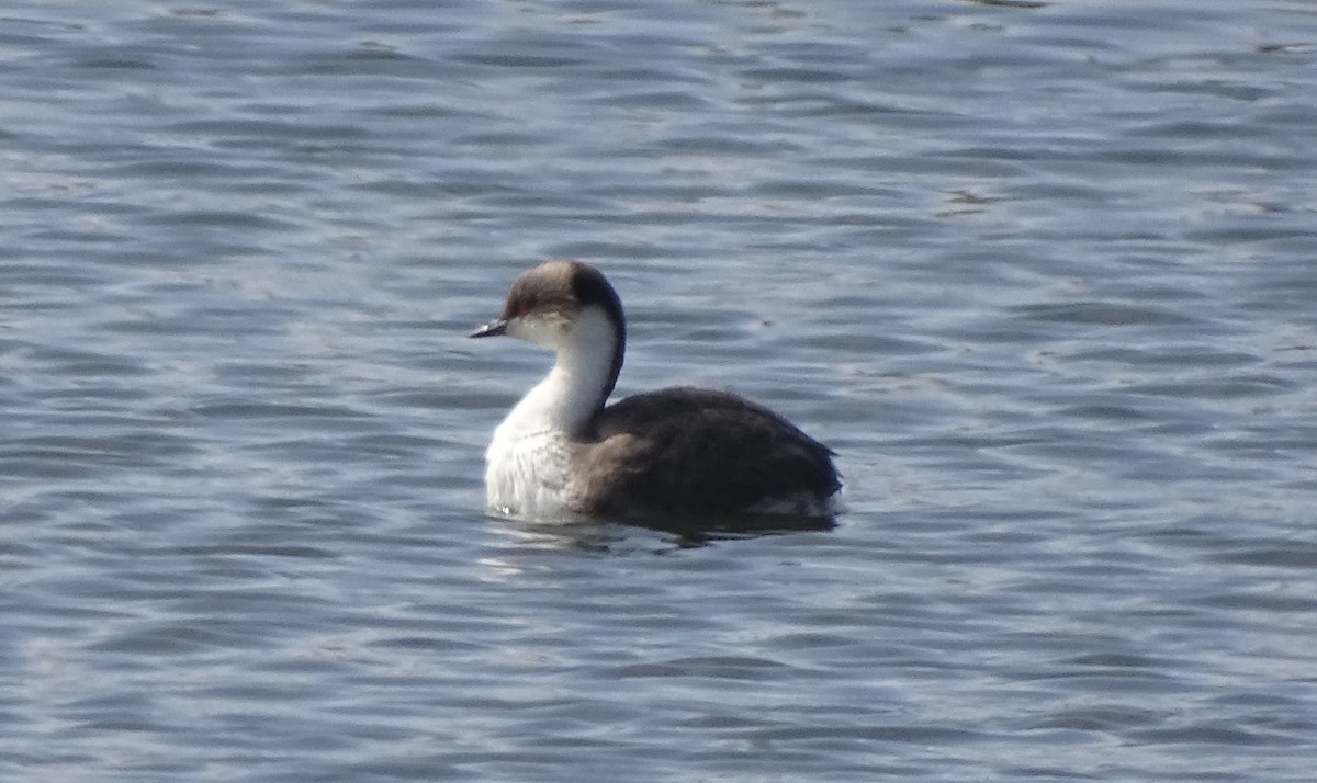 Silvery Grebe (Andean) - ML28872741