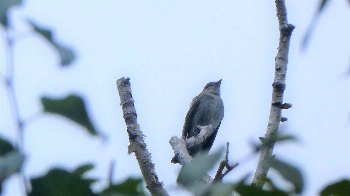 Eastern Wood-Pewee - ML288727581