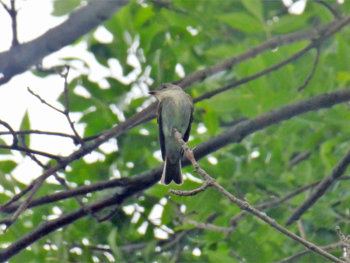 Eastern Wood-Pewee - ML288727631