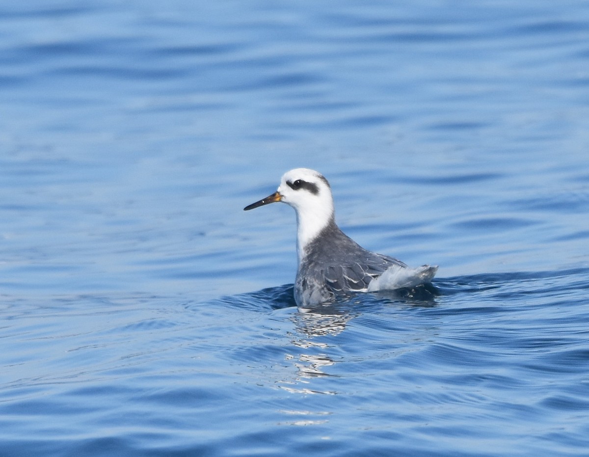 Red Phalarope - Bob Zaremba