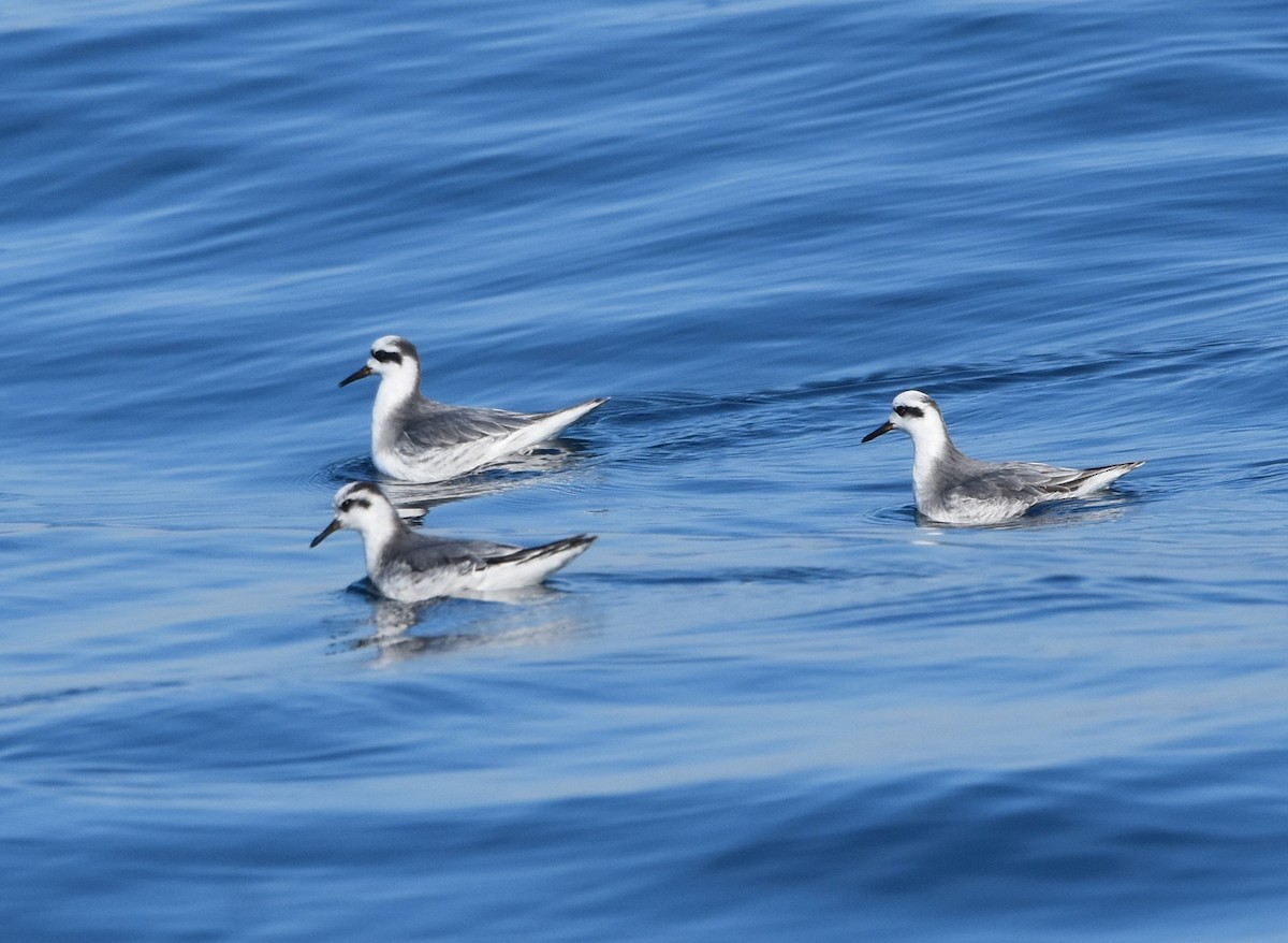 Red Phalarope - Bob Zaremba