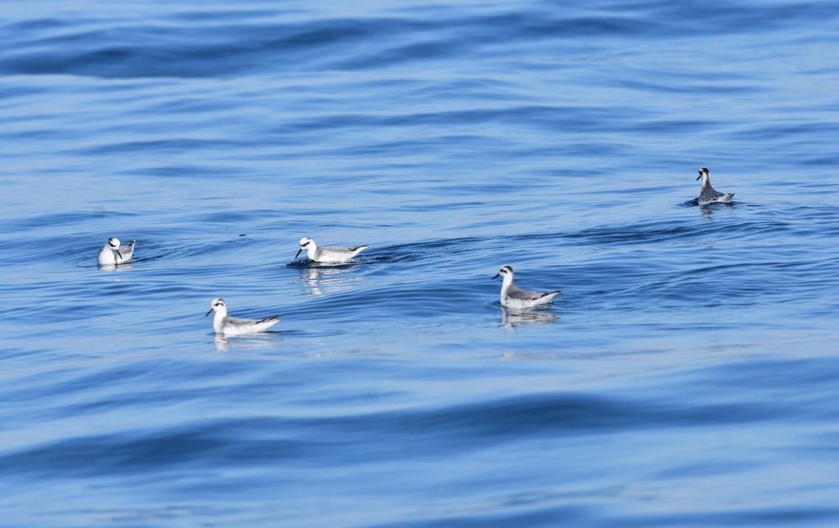 Red Phalarope - Bob Zaremba