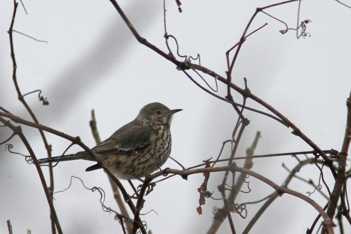 Sage Thrasher - ML288728601