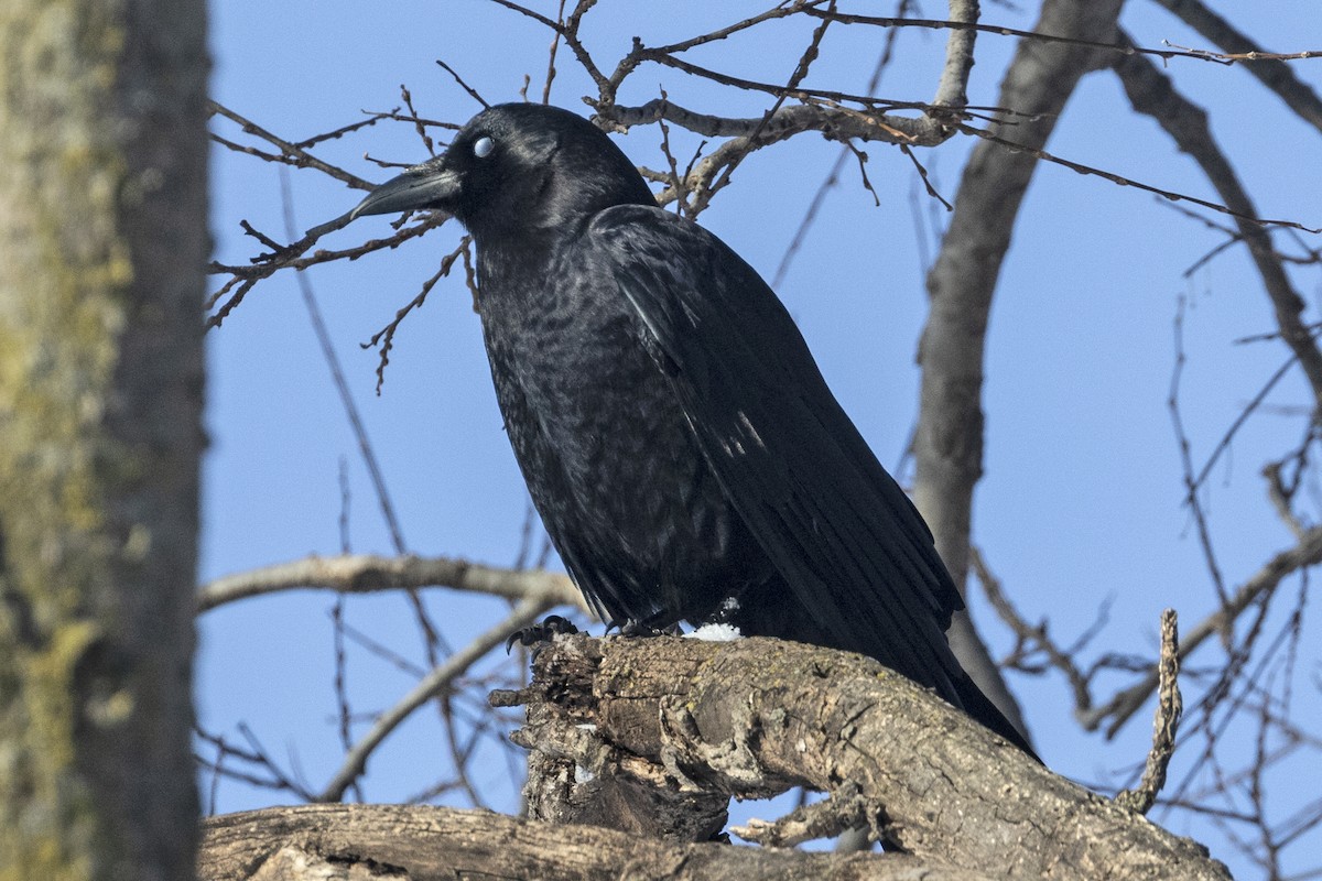 American Crow - Colleen Childers