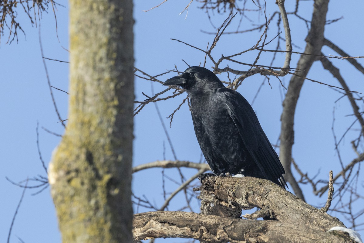 American Crow - ML288729811