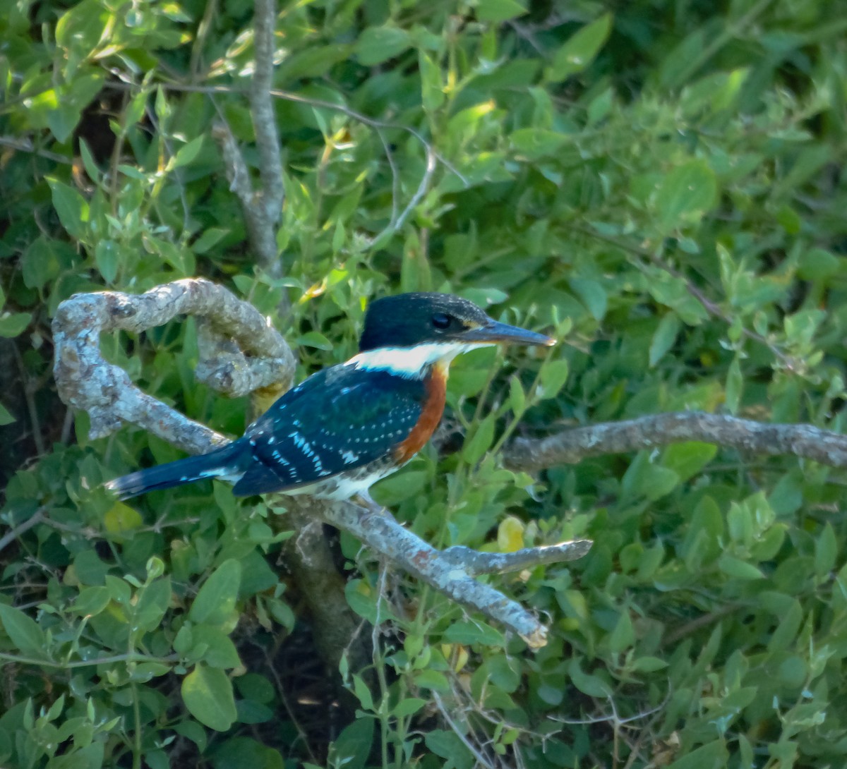 Green Kingfisher - Eduardo Carranza