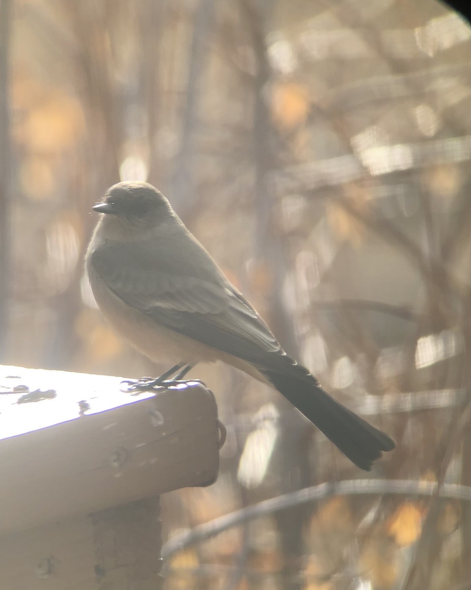 Say's Phoebe - ML288730311