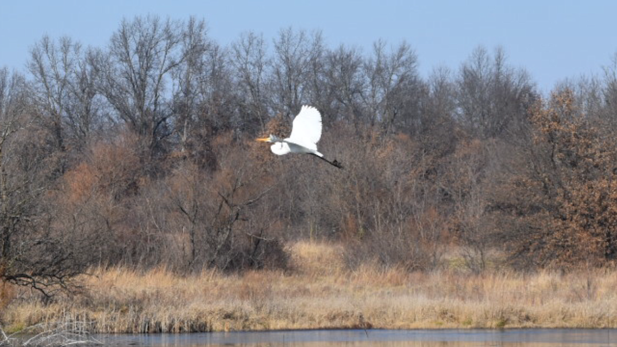 Great Egret - Dan Cowell