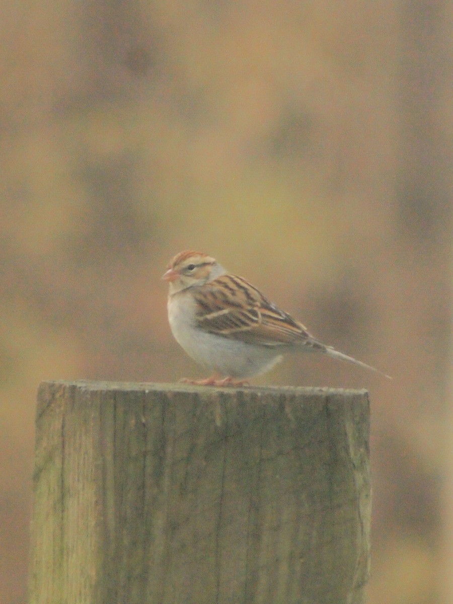 Chipping Sparrow - ML288734401